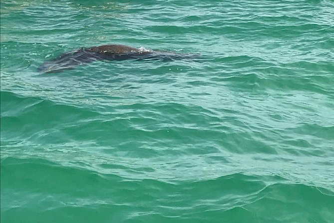 Egmont Key Snorkeling Dolphin Tour - Why this small Egmont Key boat trip works