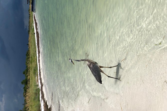 Egmont Key Snorkeling Dolphin Tour - When the route changes