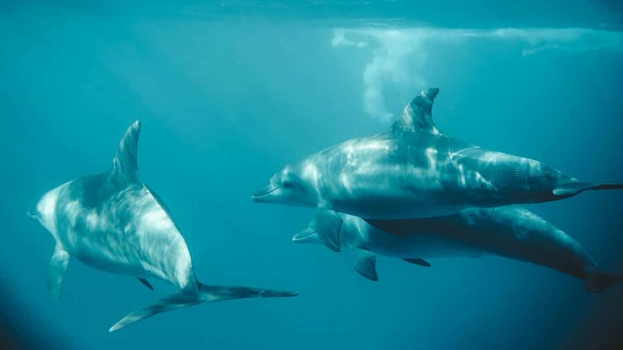 El Gouna Lagoon, Diving with Dolphin, Snorkeling & Lunch - Lunch is a real part of the value