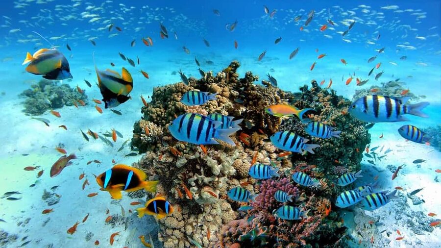 El Gouna Lagoon, Diving with Dolphin, Snorkeling & Lunch - A comfortable boat day, with a few gaps