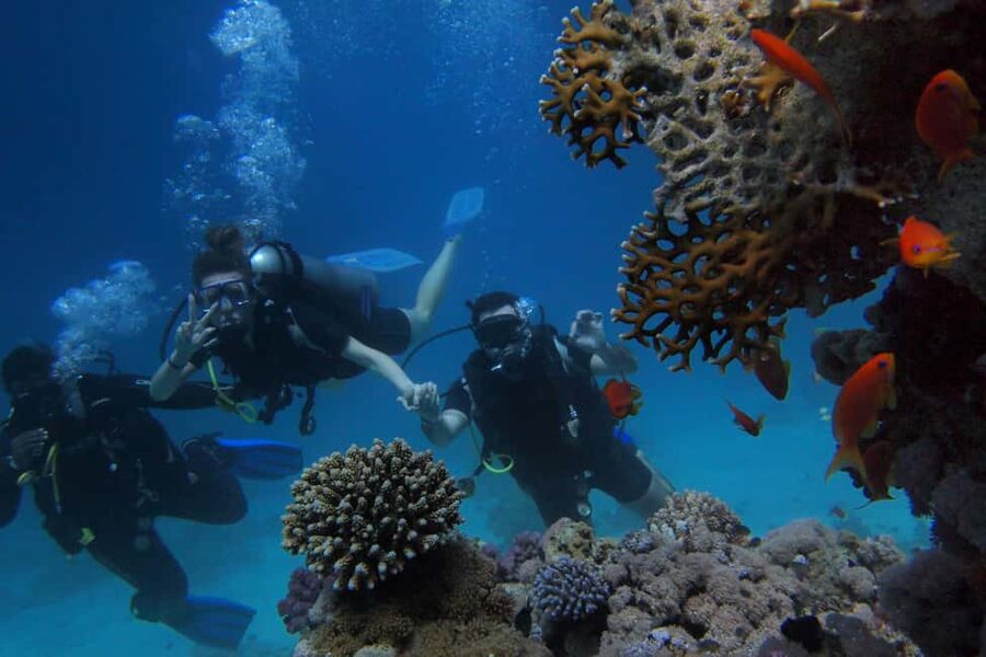 El Gouna Lagoon, Diving with Dolphin, Snorkeling & Lunch - Water sports and the fine print