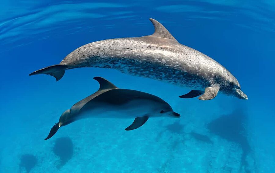 El Gouna Lagoon, Diving with Dolphin, Snorkeling & Lunch - Pickup, extra charges, and what to bring