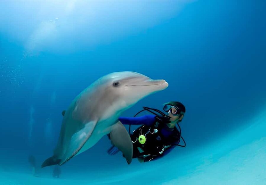 El Gouna Lagoon, Diving with Dolphin, Snorkeling & Lunch - The beginner scuba session with a PADI instructor