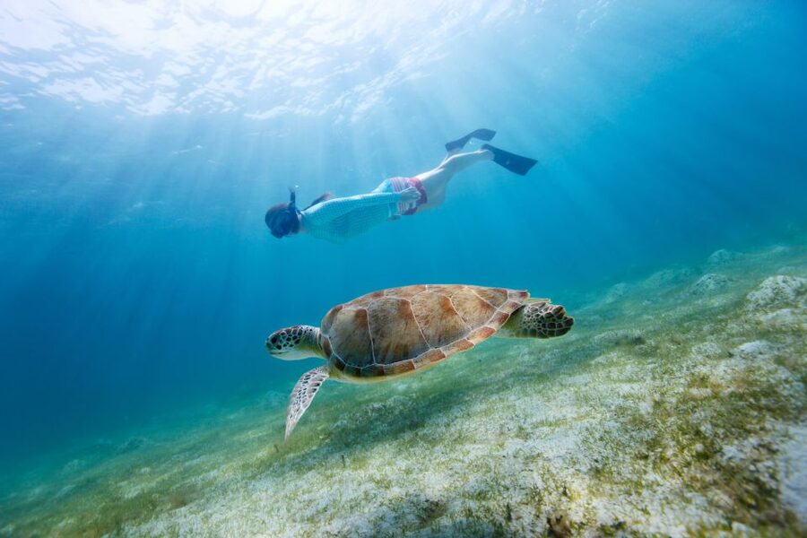 Emerald Coast: Afternoon Snorkel & Dolphin Tour - The Snorkel Stop and What You Might See