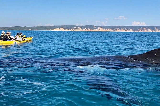 Epic Kayak With Dolphins & Wildlife - 4WD Beach Adventure Noosa - Why the 4WD beach drive matters