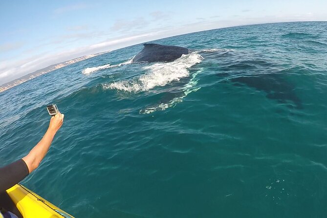Epic Kayak With Dolphins & Wildlife - 4WD Beach Adventure Noosa - What the kayak portion feels like