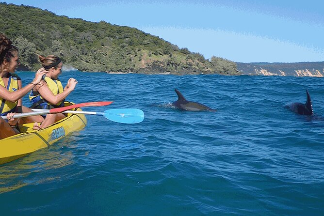 Epic Kayak With Dolphins & Wildlife - 4WD Beach Adventure Noosa - Wildlife, from dolphins to migrating whales