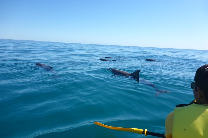 Epic Kayak With Dolphins & Wildlife - 4WD Beach Adventure Noosa - Arriving at Double Island Point