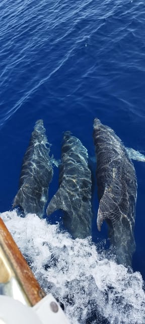 Estepona: Dolphin Search Boat Trip with Drink and Snacks - What the $44 price really buys you