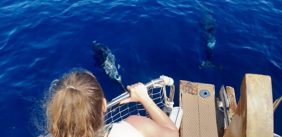 Estepona: Dolphin Search Boat Trip with Drink and Snacks - Leaving Puerto Deportivo Marina de Estepona
