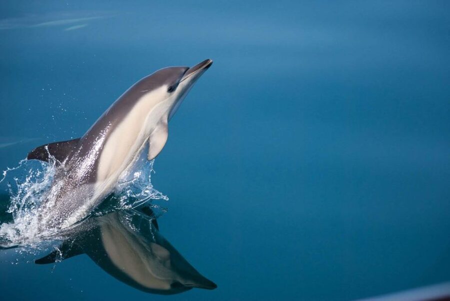 Estepona: Dolphin Watching Sailboat Cruise with Drink - Searching for dolphins in the bay