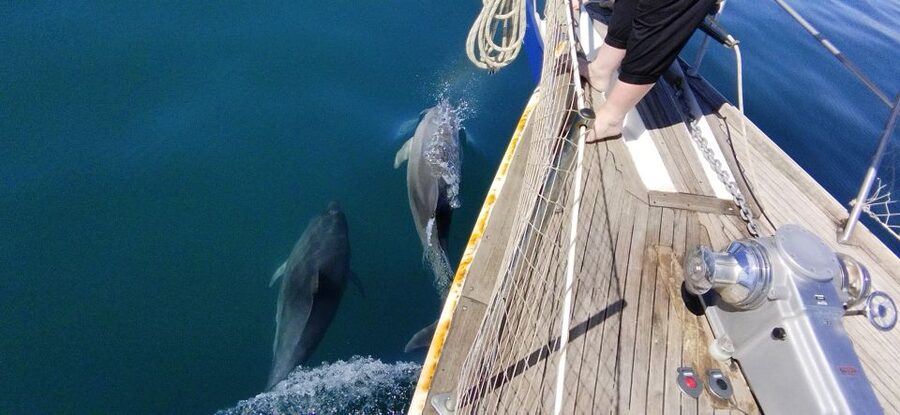 Estepona: Dolphin Watching Sailboat Cruise with Drink - Is $41 good value for two hours?