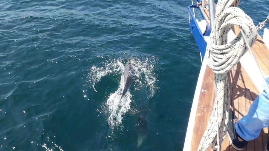Estepona: Dolphin Watching Sailboat Cruise with Drink - Who should book this sail?