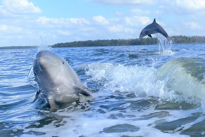 Everglades Birding, Dolphin and Wildlife Boat Tour (2 hours) - A quieter way into Everglades National Park