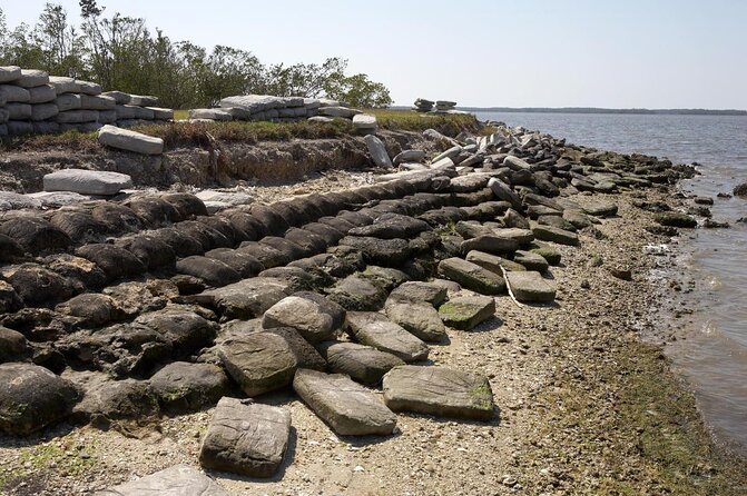 Everglades Birding, Dolphin and Wildlife Boat Tour (2 hours) - Wildlife: what you might see