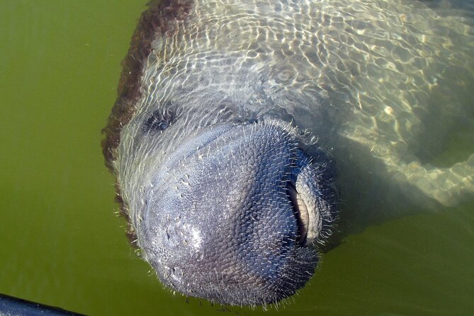 Everglades Birding, Dolphin and Wildlife Boat Tour (2 hours) - Comfort, weather, and what to bring