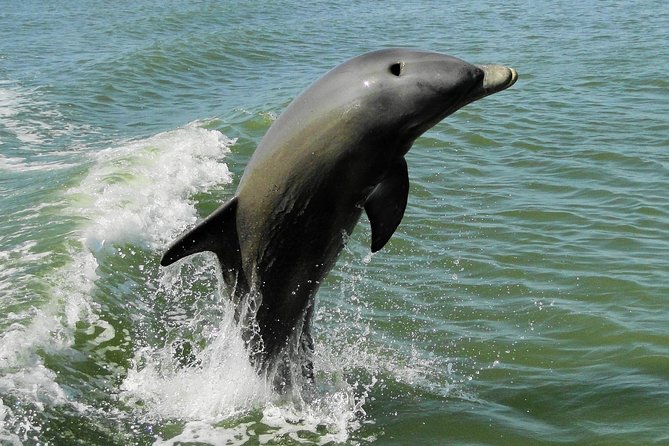 Everglades Birding, Dolphin and Wildlife Boat Tour (2 hours) - Is $119.95 a fair price?