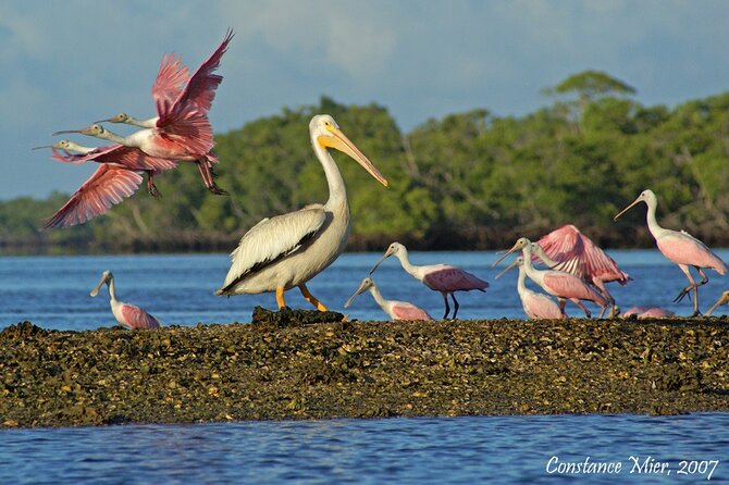Everglades Birding, Dolphin and Wildlife Boat Tour (2 hours) - Who should book this boat tour?