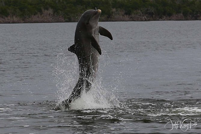 Everglades Birding, Dolphin and Wildlife Boat Tour (2 hours) - What the two-hour route is really like