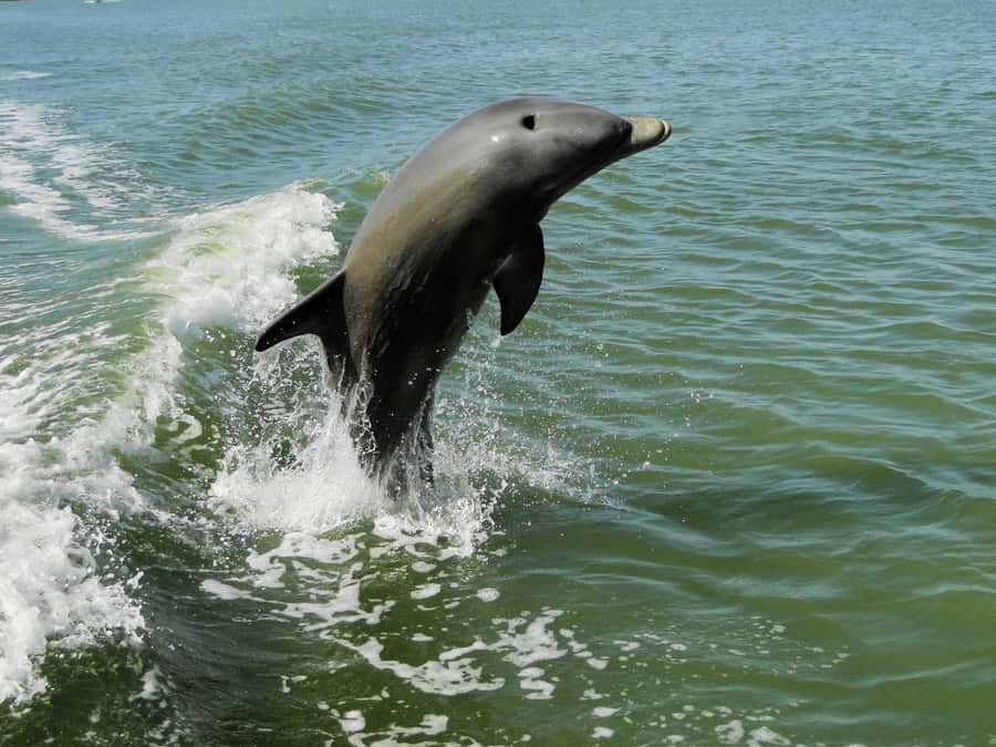 Everglades National Park: 2 hour Dolphin & Birding Boat Tour - Starting out with an English-speaking naturalist