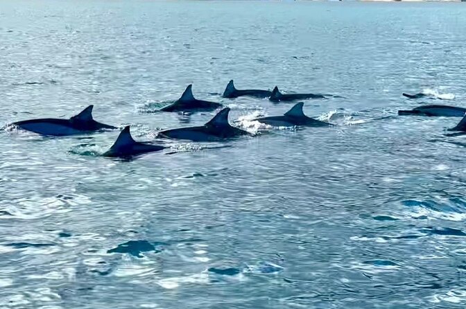 Exciting Dolphin encounters in the Maurtius's lagoon - Reef snorkeling after the dolphins