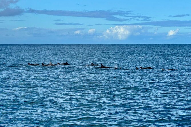 Exciting Dolphin encounters in the Maurtius's lagoon - Practical preparation for the two-hour trip