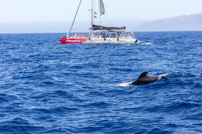 Exclusive Freebird Catamaran Whale and Dolphin Cruise to Caleta - Who will enjoy this cruise most