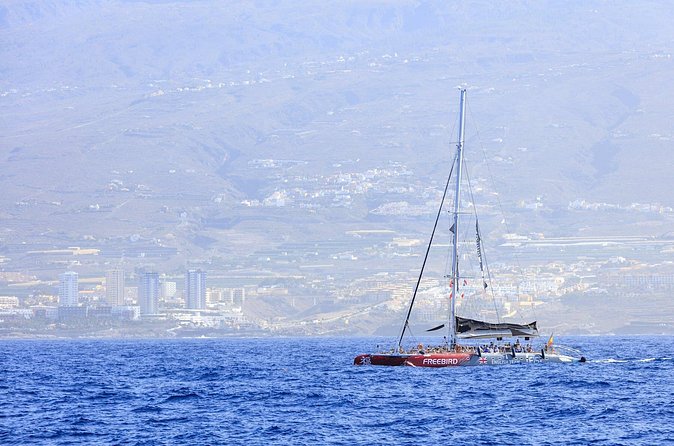 Exclusive Freebird Catamaran Whale and Dolphin Cruise to Caleta - How this compares with a simple coastal cruise