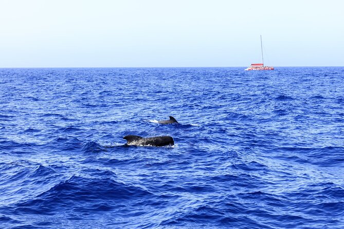 Exclusive Freebird Catamaran Whale & Dolphin to Masca From South - Seeing Los Gigantes from the water