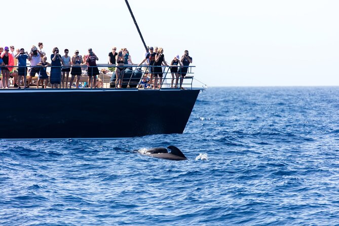 Exclusive Freebird Catamaran Whale & Dolphin to Masca From South - Should you book the Freebird catamaran?