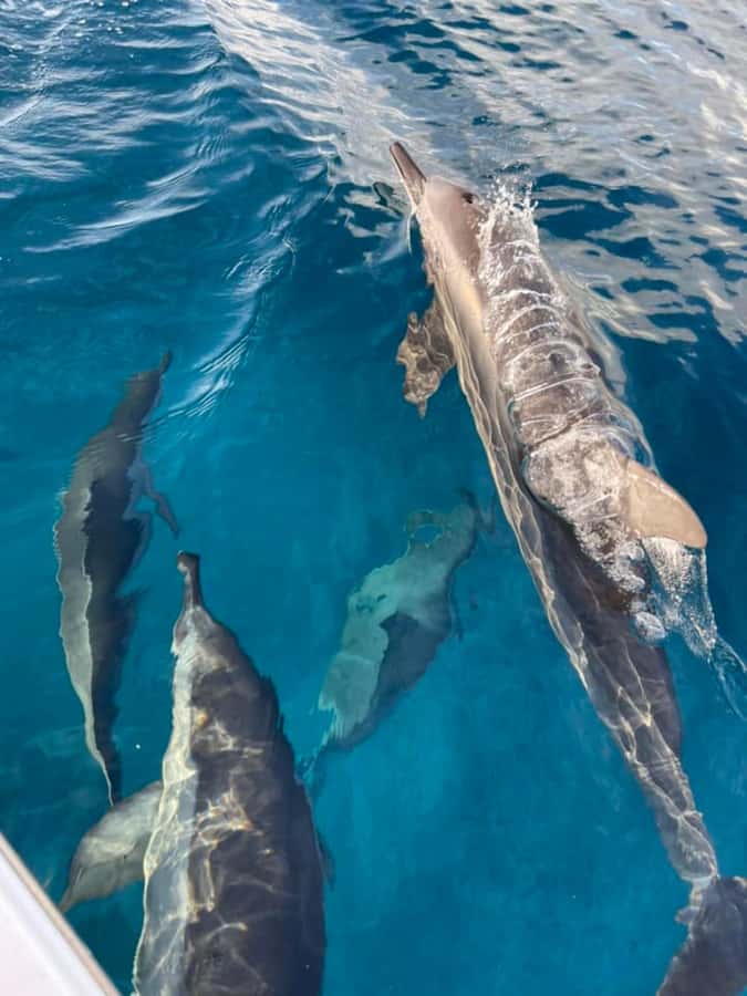 Exclusive:full-day/Dolphins watch& swimming Crystal Rock+Bbq - Starting at Le Morne Public Beach
