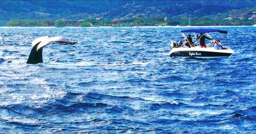 Exclusive:full-day/Dolphins watch& swimming Crystal Rock+Bbq - Who will enjoy this Mauritius boat day