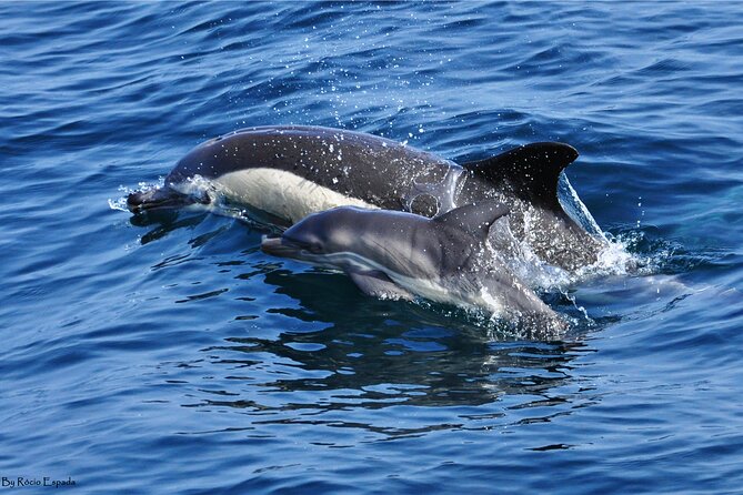 Excursion to Gibraltar with Dolphin Watching from Malaga - Why the Strait of Gibraltar makes this day special