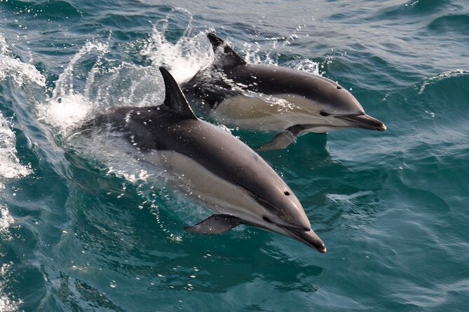 Excursion to Gibraltar with Dolphin Watching from Malaga - Guides who help keep a complicated day moving