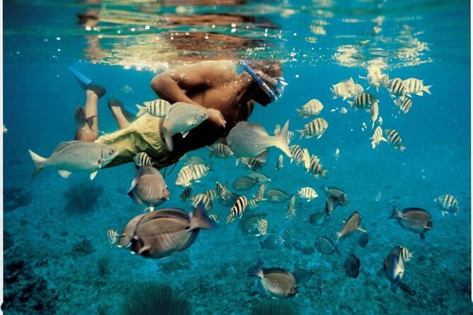 Experience Dolphin watching and snorkeling in Muscat - Starting at Marina Bandar Al Rowdha at 9:45 am
