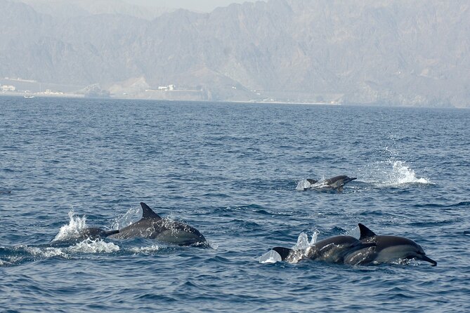 Experience Dolphin watching and snorkeling in Muscat - What the three-hour schedule means for your day