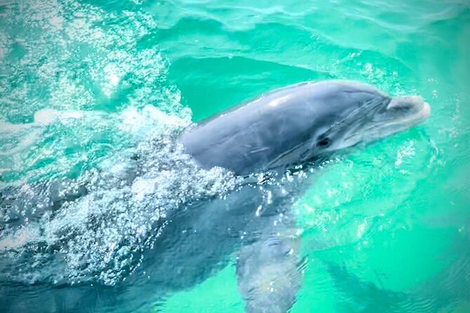 Experience Sunset and Dolphin Adventure in Panama - How I would judge the experience
