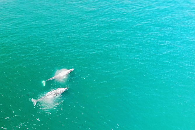 Family and Private Group Whale and Dolphin Watching - A Small Boat Makes a Big Difference