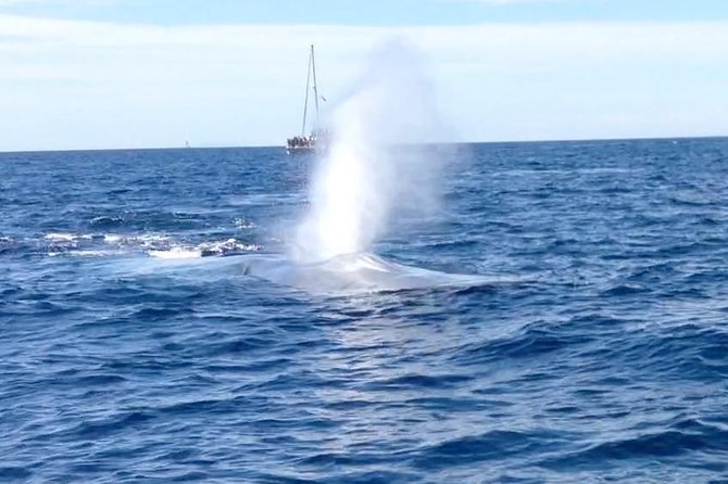 Family and Private Group Whale and Dolphin Watching - Searching for Dolphins Along the Coast