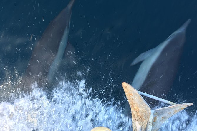 Family and Private Group Whale and Dolphin Watching - What the Three Hours Feel Like