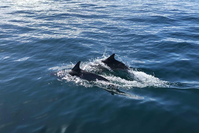 Family and Private Group Whale and Dolphin Watching - A Guide Who Keeps the Outing Personal