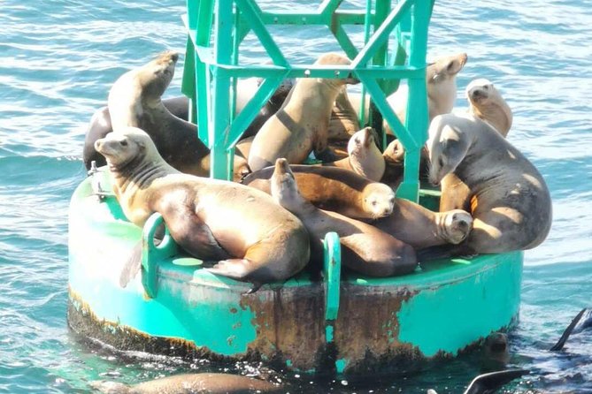 Family and Private Group Whale and Dolphin Watching - Clothing, Snacks, and Boat Comfort