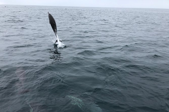 Family and Private Group Whale and Dolphin Watching - When the $150 Price Makes Sense
