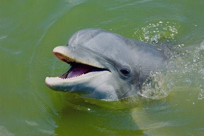 Family Friendly Dolphin Nature Kayak Tours in Hilton Head - Key points to know before you paddle