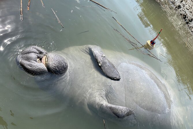 Family Friendly Dolphin Nature Kayak Tours in Hilton Head - Family fit and the right expectations