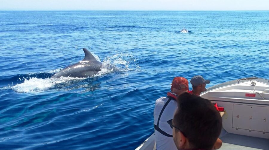 Faro: Dolphin and Marine Life Watching Boat Tour - From Faro Marina to the Atlantic