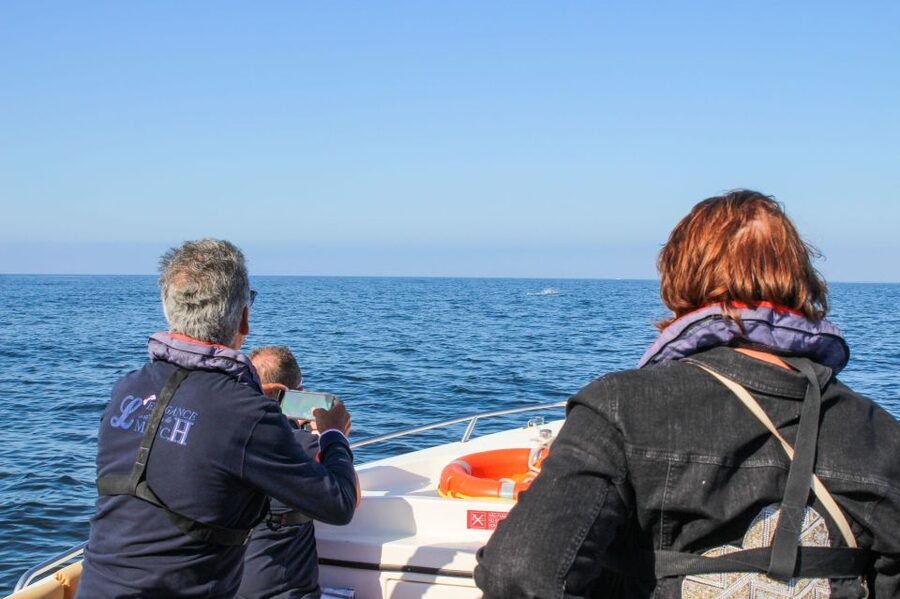 Faro: Dolphin and Marine Life Watching Boat Tour - Deserta and Farol from the water