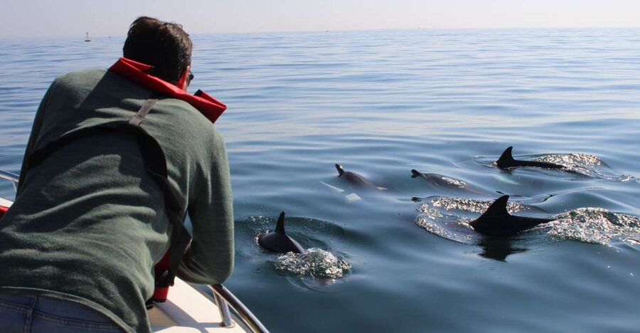 Faro: Dolphin and Marine Life Watching Boat Tour - Why the 14-person boat matters