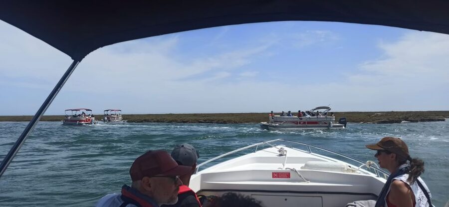 Faro: Dolphin and Marine Life Watching Boat Tour - Who should book this Faro boat tour?