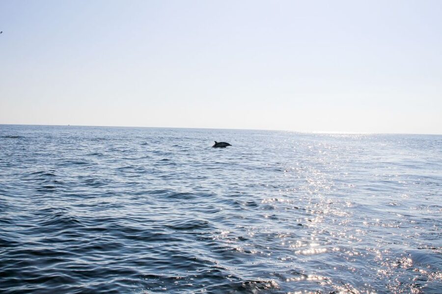 Faro: Dolphin and Marine Life Watching Boat Tour - Booking, weather, and flexible plans